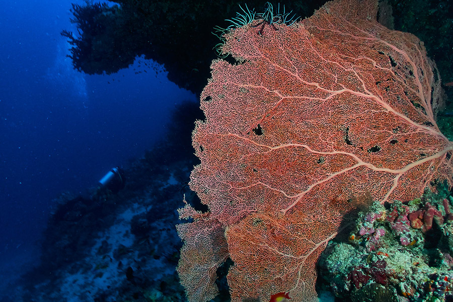 隐居岛 - 潜水图片3 - Drift Thelu Veliga Retreat Maldives Dive Photo 3