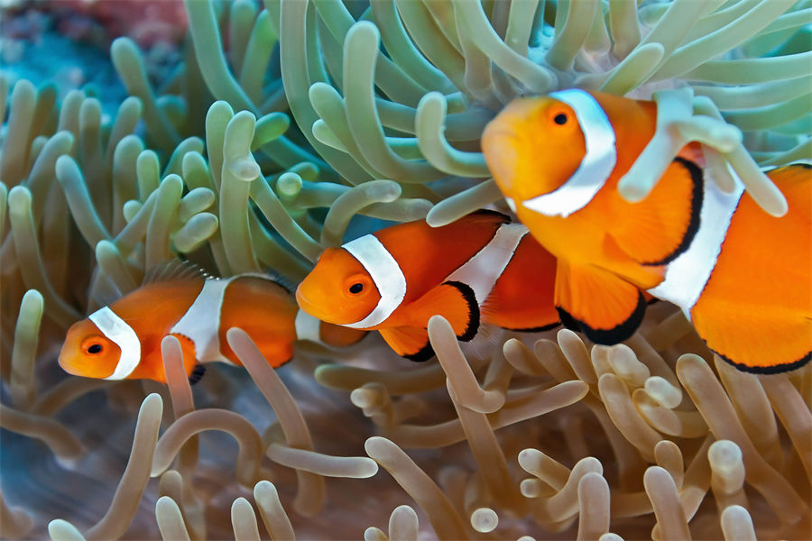芙拉薇莉 - 潜水和水上运动图片1 - Furaveri lsland Resort & Spa Diving & Water Sports Photo 1