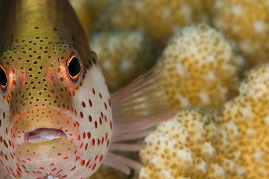 钻石阿莎格 - 浮潜图片1 -  Diamonds Athuruga Beach&Water Villas Diving Photo 1