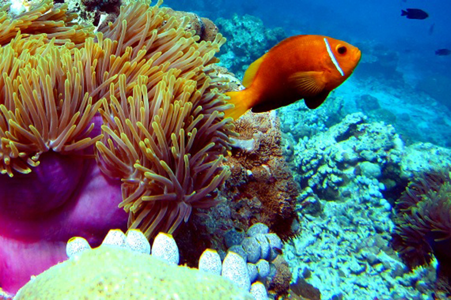 库达富士 -  浮潜和水上运动图片2 - Kudafushi Resort & Spa Diving & Watersports Photo 2