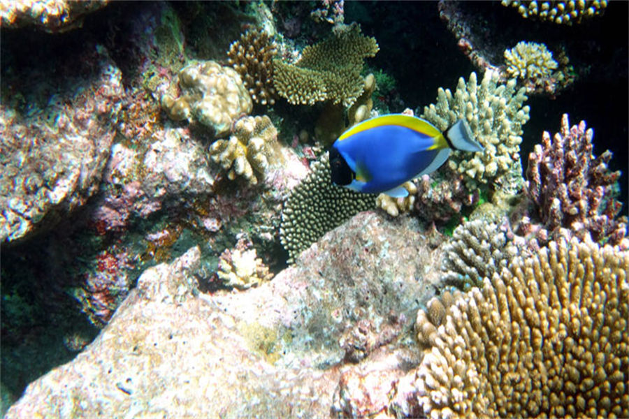 NH精选豪沃达岛 - 潜水中心和水上运动图片3 - NH Collection Maldives Havodda Resort Diving & Water Sports Photo 3