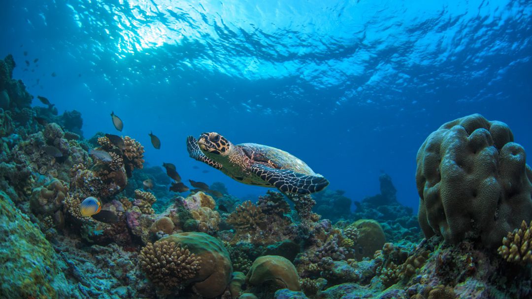 马蒂富士私人岛度假村图片12 - Madifushi Private Island Resort Photo 12