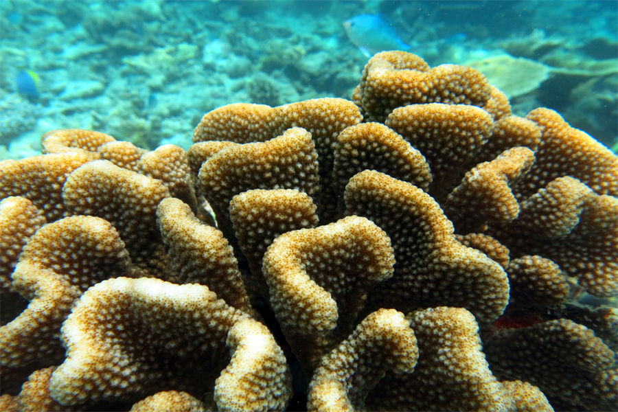 四季库达呼拉 - 潜水和水上运动图片3 - Four Seasons Resort Maldives at Kuda Hura Diving & Water Sports Photo 3