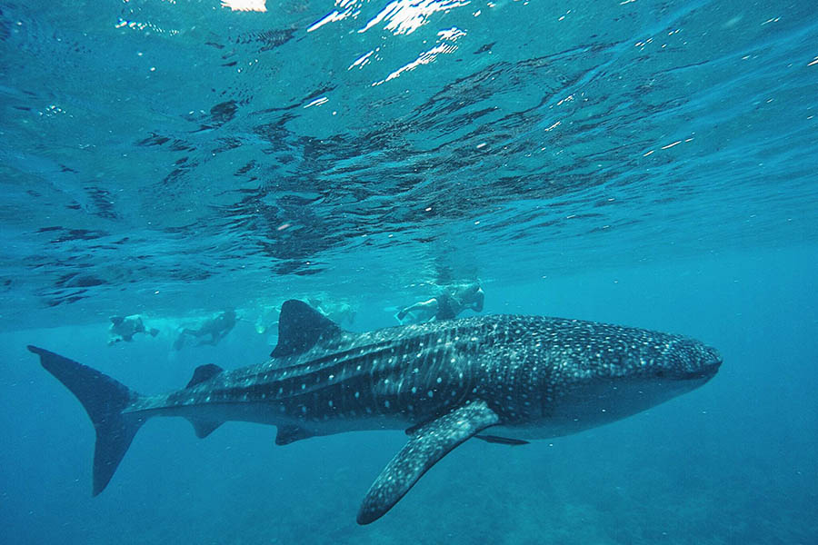 隐居岛 - 鲸鲨追逐图片2 - Drift Thelu Veliga Retreat Maldives Whale Shark Point                  Photo 2