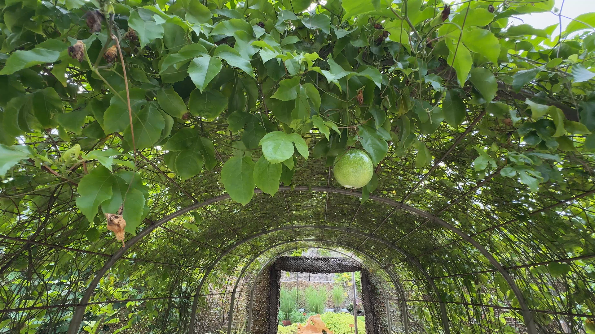 JW万豪 - 菜园图片2 -  JW Marriott Maldives Resort & Spa garden Photo 2