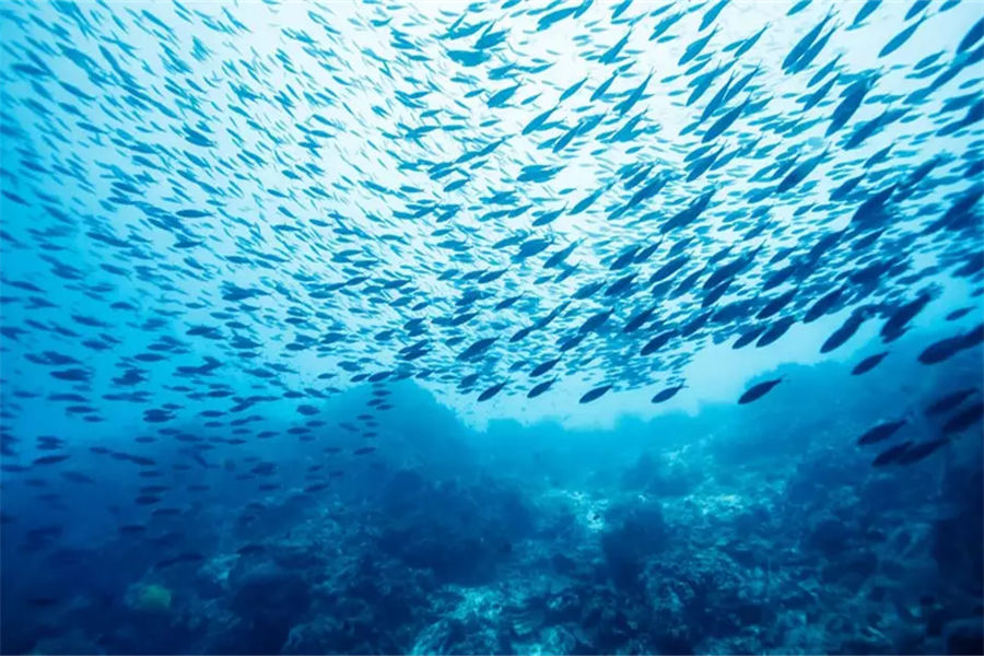 安纳塔拉吉哈瓦岛 - 潜水图片2 - Anantara Kihavah Villas Diving Photo 2