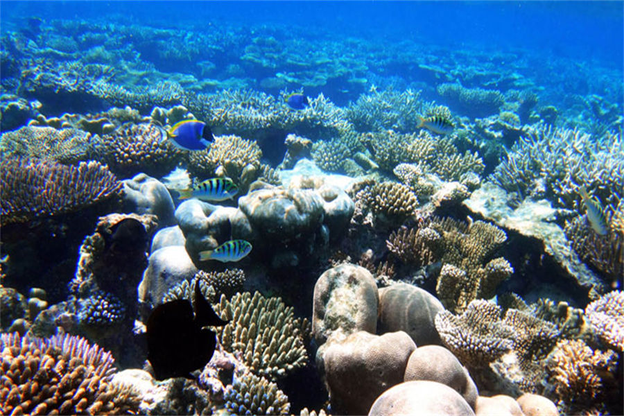 NH精选豪沃达岛 - 潜水中心和水上运动图片4 - NH Collection Maldives Havodda Resort Diving & Water Sports Photo 4