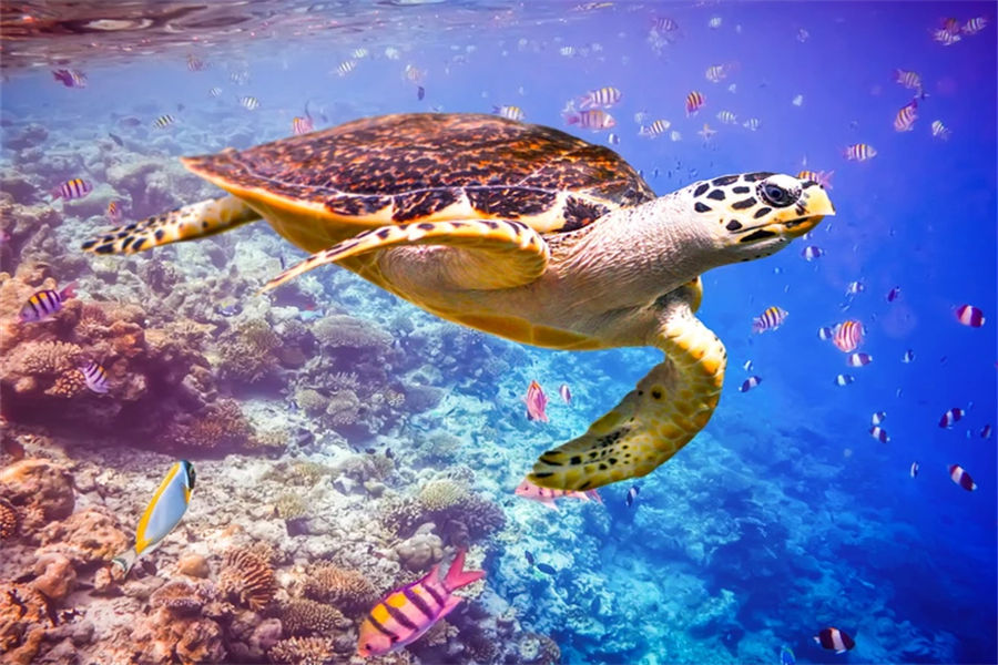 可可尼 - 潜水和水上运动图片4 - Cocoon Maldives Diving & Water Sports Photo 4