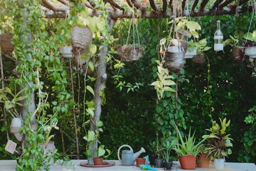 别墅公园岛（太阳岛） - 有机花园图片3 - Villa Park, Sun Island Green Fingers Photo 3