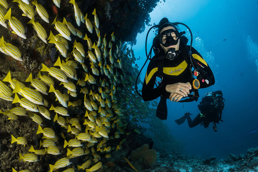 诺蒂卡岛（天堂岛） - 浮潜图片2 - Villa Nautica, Paradise Island Diving Photo 2