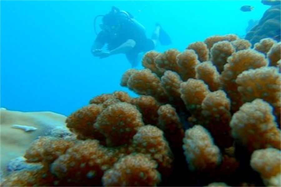 瓦度 - 潜水图片2 - Adaaran Prestige Vadoo lsland Resort Diving Photo 2