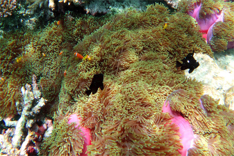 NH精选豪沃达岛 - 潜水中心和水上运动图片2 - NH Collection Maldives Havodda Resort Diving & Water Sports Photo 2