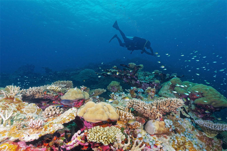 柏悦哈达哈 - 潜水图片4 - Park Hyatt Maldives Hadahaa Diving Photo 4