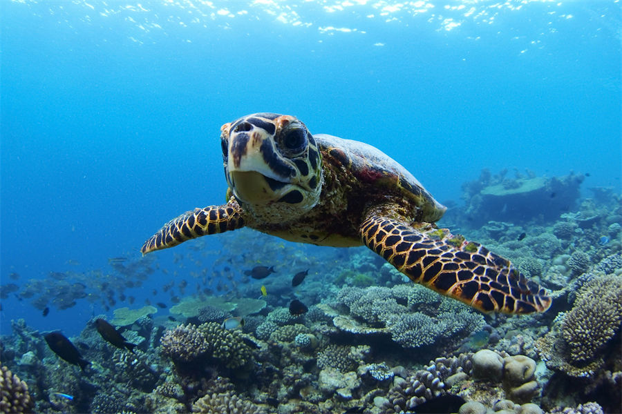 四季兰达吉拉瓦鲁 - 潜水和水上运动中心图片4 - Four Seasons Landaa Giraavaru Diving & Water Sports Photo 4