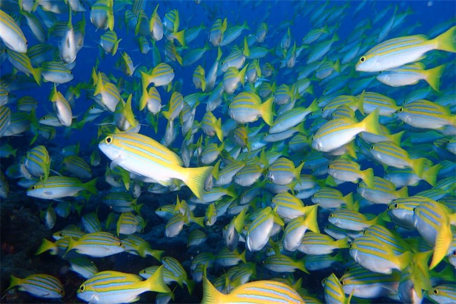 希娜蒙哈库拉 - 潜水图片2 - Cinnamon Hakuraa Huraa Maldives Diving Photo 2