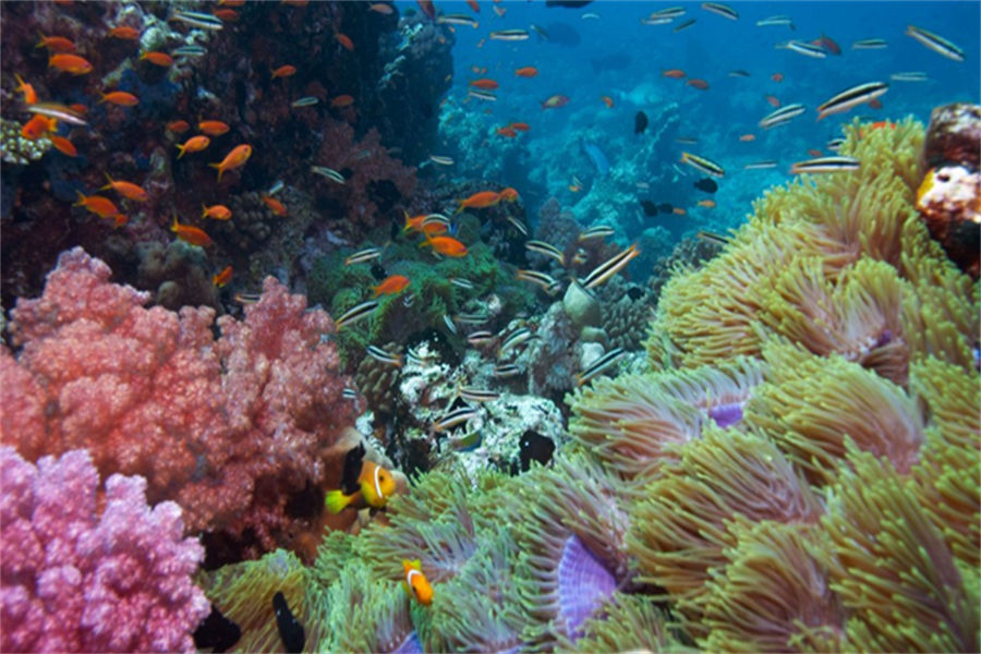 坎多卢 - 潜水图片4 - Kandolhu Island Resort Diving Photo 4