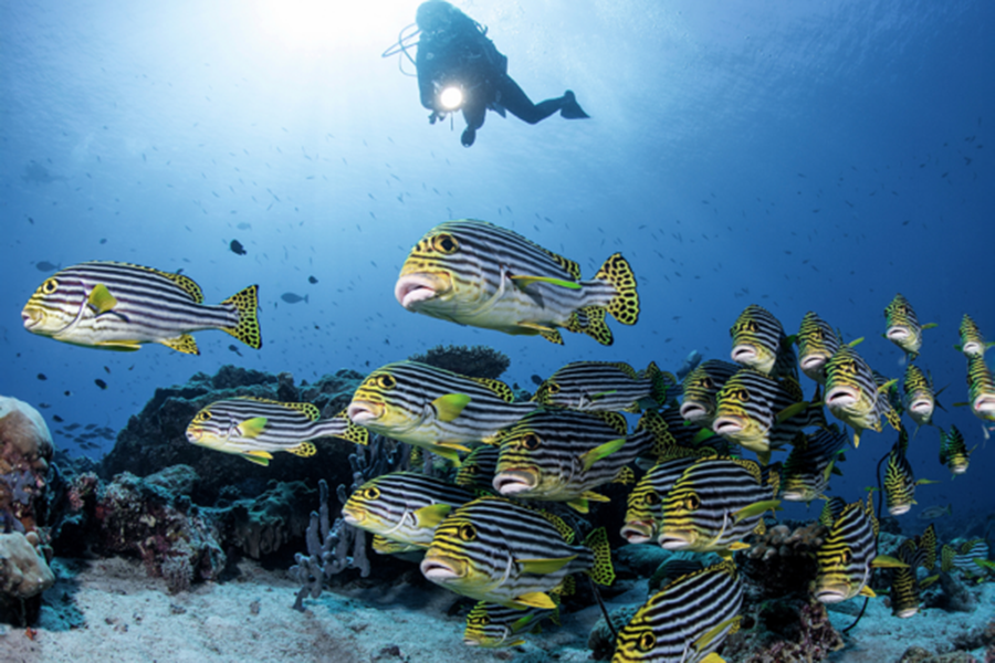 索尼娃秘密 - 潜水中心图片1 - Soneva Secret Dive Centre Photo 1