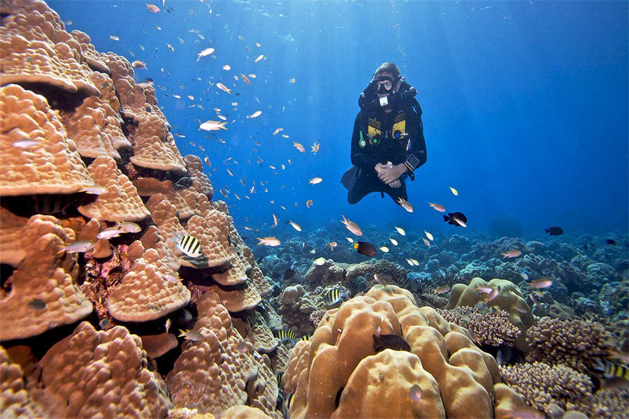 芙拉瓦丽 - 潜水图片2 - Hurawalhi Maldives Diving Photo 2