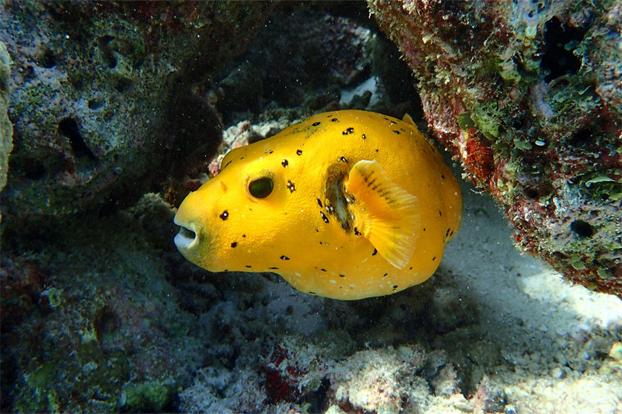 米莱度 - 潜水和水上运动图片4 - Milaidhoo Island Maldives Diving & Water Sports Photo 4