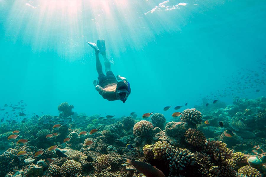 南丽世 - 潜水图片1 - LUX* South Ari Atoll,Maldives Diving Photo 1
