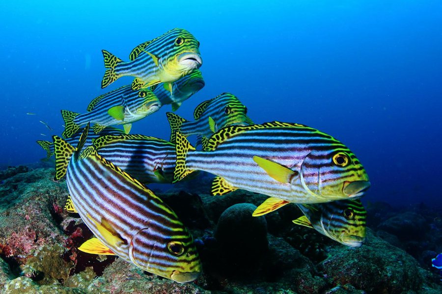 诺库 - 潜水图片3 - Noku Maldives Diving and Snorkeling Photo 3