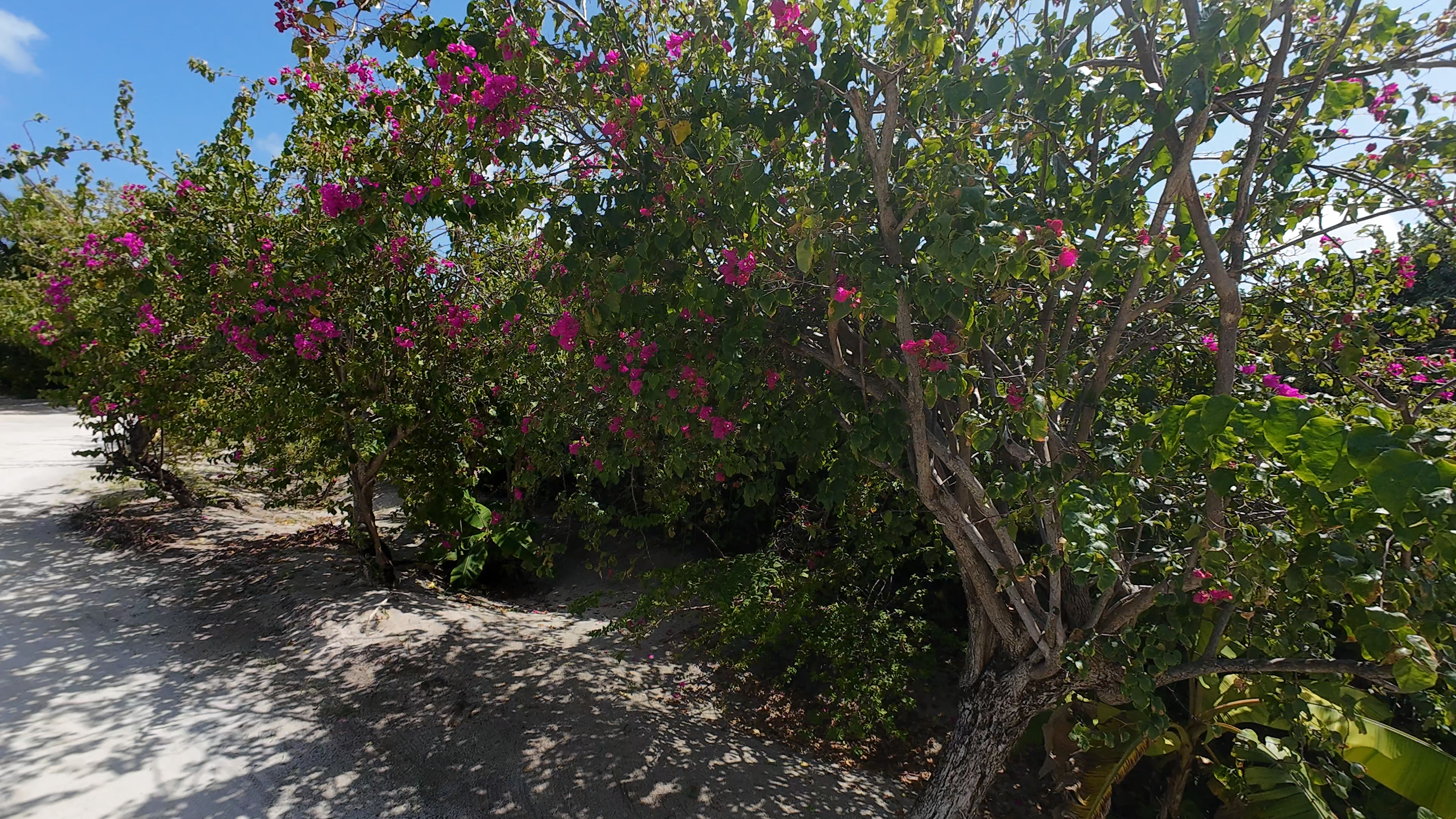 神仙珊瑚 - 蔬果园图片3 - Hideaway Beach Resort &Spa Fruit and vegetable garden Photo 3