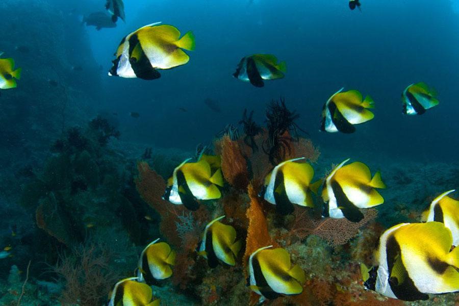 钻石阿莎格 - 浮潜图片3 -  Diamonds Athuruga Beach&Water Villas Diving Photo 3