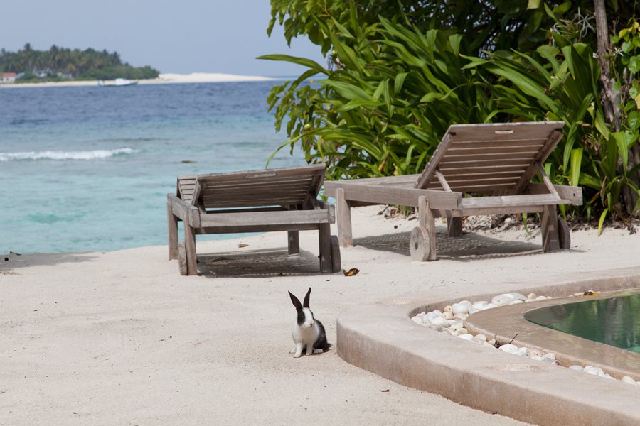 索尼娃富士 - 小精灵在身边图片1 - Soneva Fushi Wildlife Photo 1