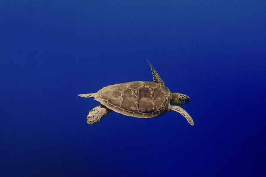 贾瓦卡拉 - 潜水图片4 - Jawakara Islands Maldives Diving Photo 4
