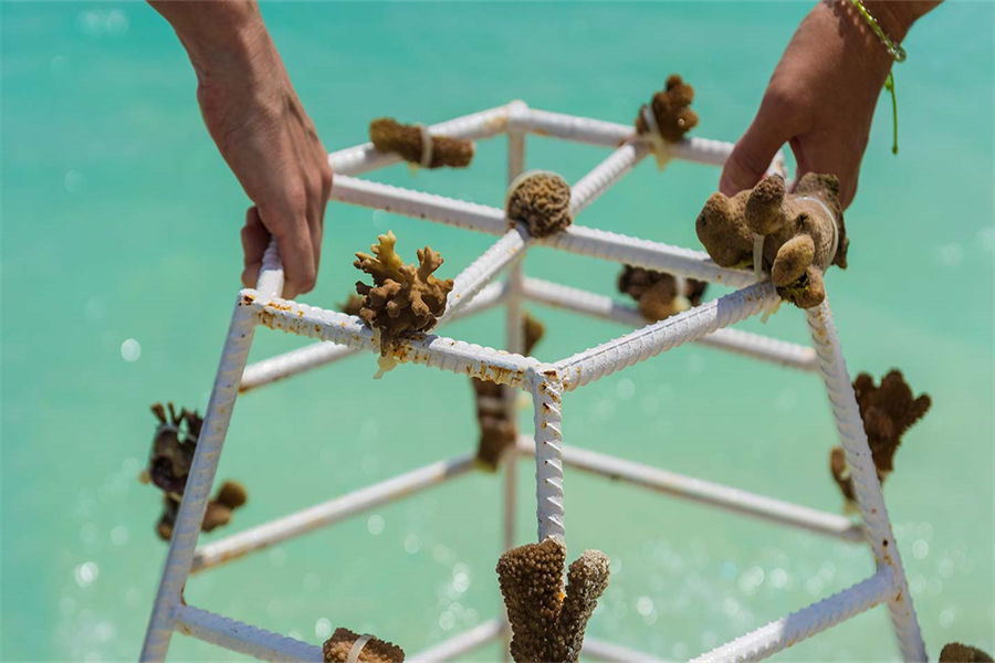 米莱度 - 成为海洋生物学家图片1 - Milaidhoo Island Maldives Marine Biologist Photo 1