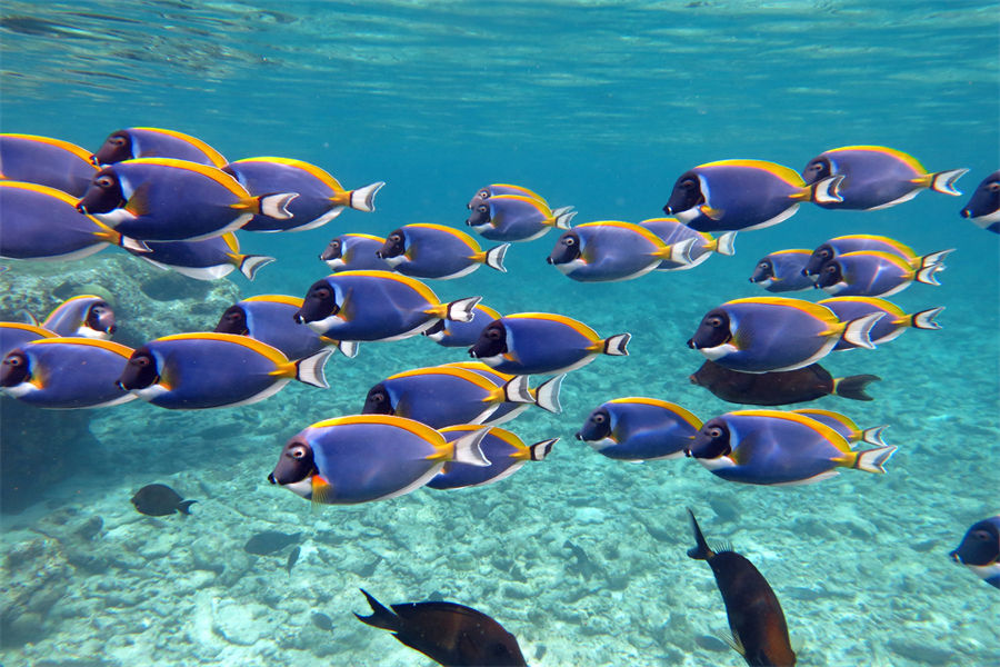 四季库达呼拉 - 潜水和水上运动图片4 - Four Seasons Resort Maldives at Kuda Hura Diving & Water Sports Photo 4