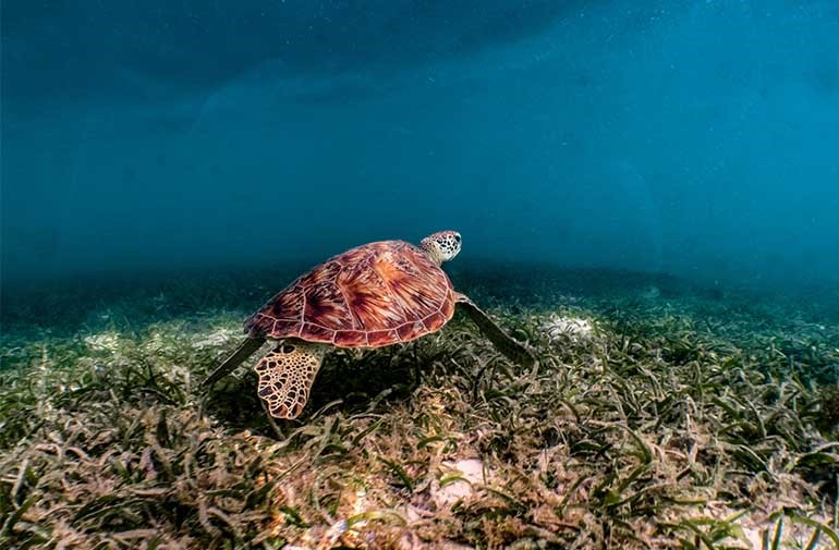 南棕榈 - 浮潜图片2 - South Palm Diving Photo 2