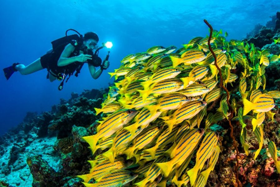 都喜天阙 - 水上活动和潜水图片1 - Dusit Thani Maldives Ocean Dive Centre Photo 1