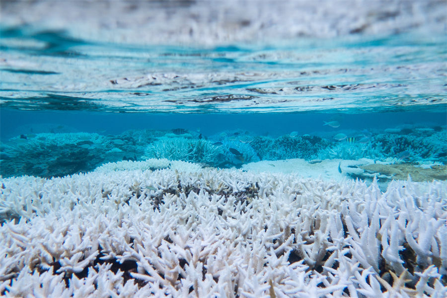 伊瑚鲁 - 潜水图片1 - Dhawa Ihuru Maldives Diving Photo 1
