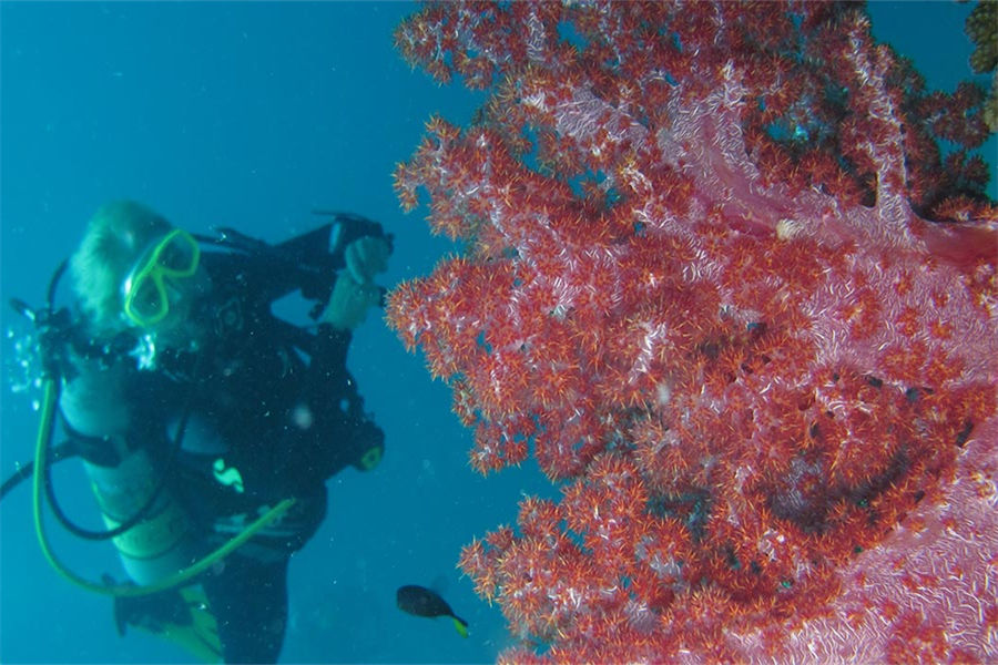 瑰宝 - 潜水图片4 - Heritance Aarah Maldives Luxury Resort Diving Photo 4