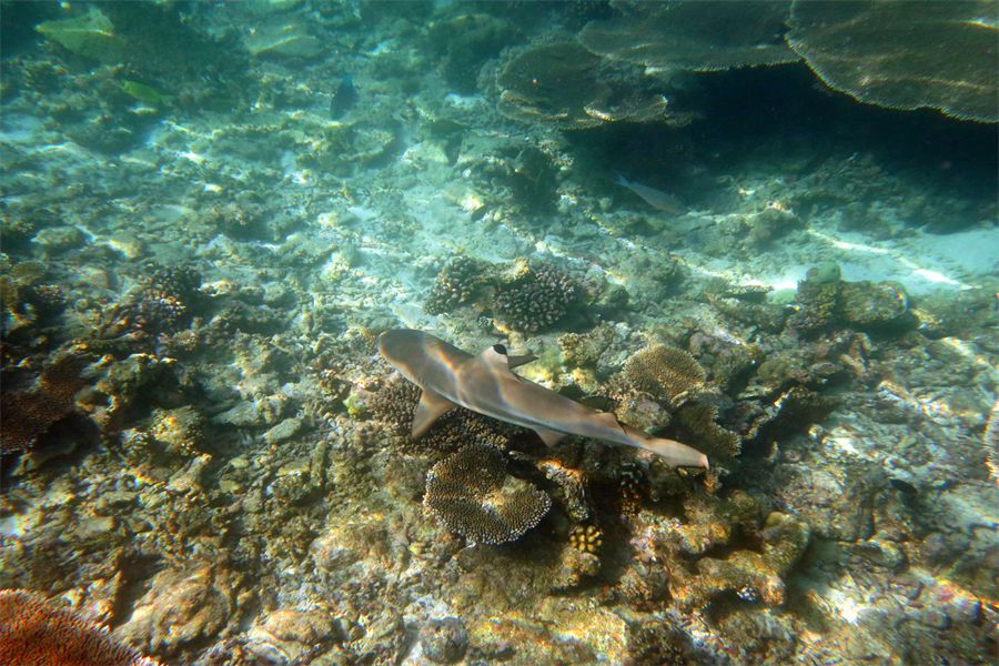 四季库达呼拉 - 潜水和水上运动图片2 - Four Seasons Resort Maldives at Kuda Hura Diving & Water Sports Photo 2