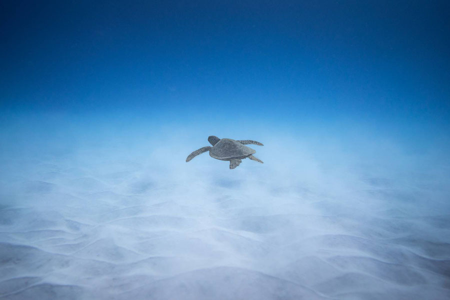 玛雅富士 - 潜水图片2 - Maayafushi Nakai Maldive Resort Diving Photo 2