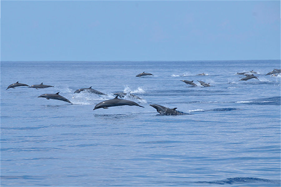 希娜蒙哈库拉 - 出海巡航图片2 - Cinnamon Hakuraa Huraa Maldives Dolphin Safari Photo 2