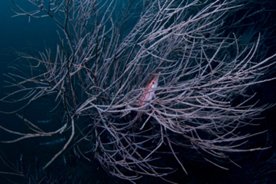 杜妮可鲁 - 浮潜图片4 - Coco Palm Dhuni Kolhu COCO DIVE Photo 4