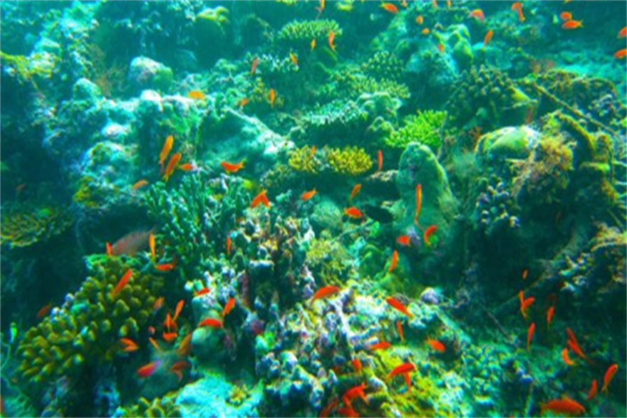 希娜蒙埃拉胡 - 潜水图片2 - Cinnamon Ellaidhoo Maldives Diving Photo 2