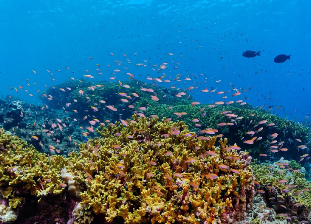 卡娜丽芙岛 - 浮潜、潜水探险图片2 - Canareef Resort Maldives Snorkeling Adventures ＆ Scuba Diving Photo 2