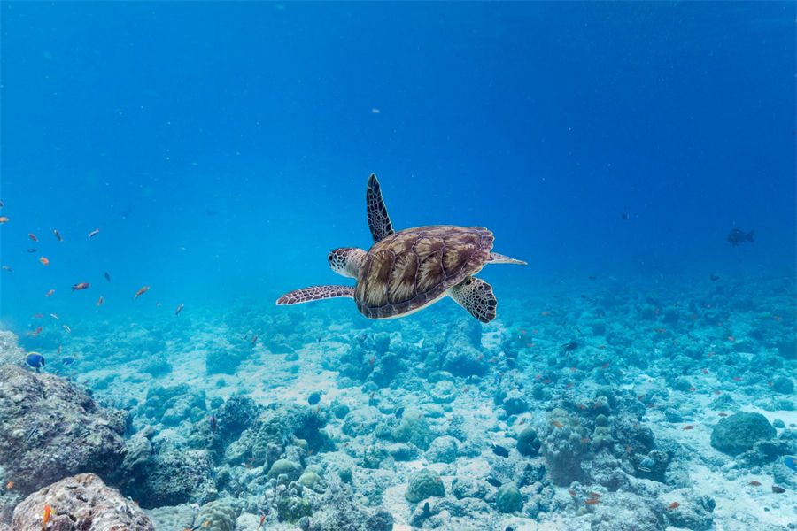 绚丽 - 潜水图片2 - Adaaran Club Rannalhi    Diving Photo 2