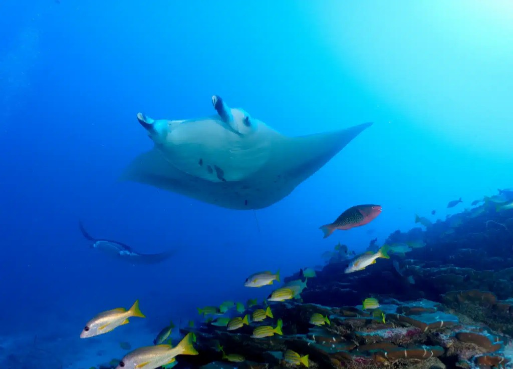 卡娜丽芙岛 - 浮潜、潜水探险图片1 - Canareef Resort Maldives Snorkeling Adventures ＆ Scuba Diving Photo 1