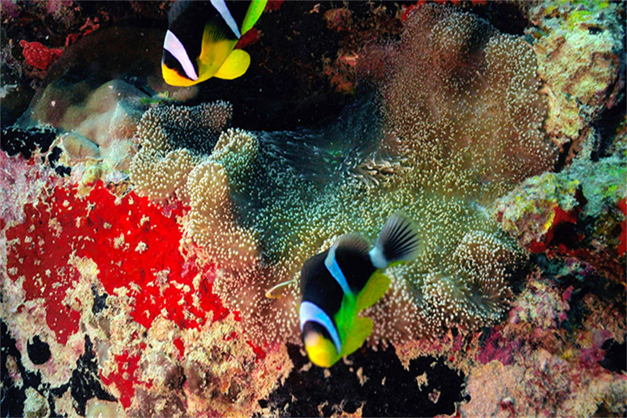 白马庄园 - 潜水&水上运动图片1 - Cheval Blanc Randheli Diving & Water Sports Photo 1