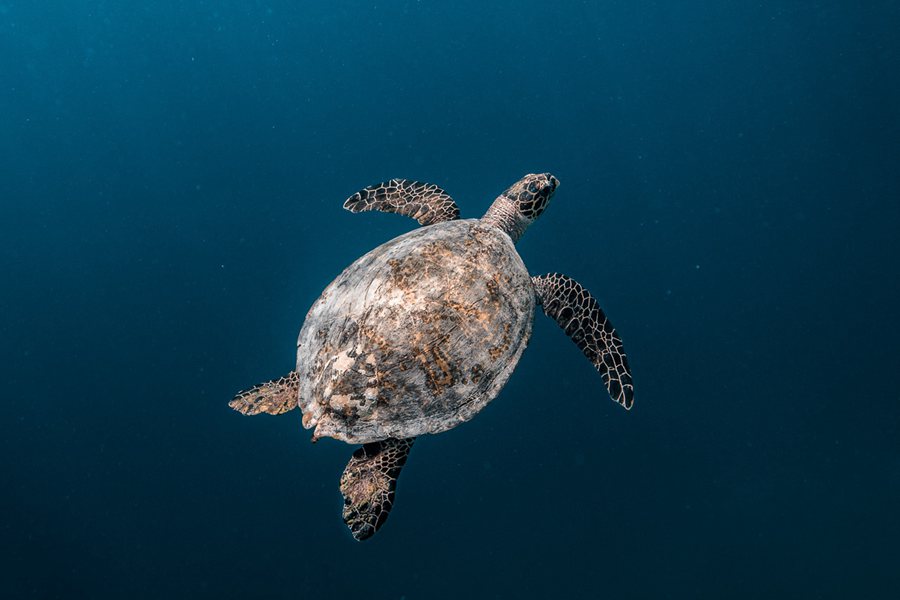 柏典 - 水上活动和潜水图片3 - Patina Maldives Water Sport Photo 3