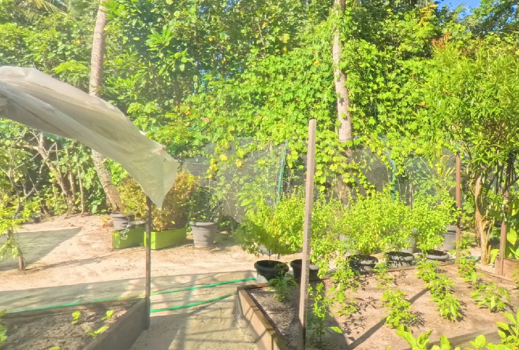 瑞吉 - 菜园图片2 - The St. Regis Maldives Vommuli Resort Vegetable Garden Photo 2