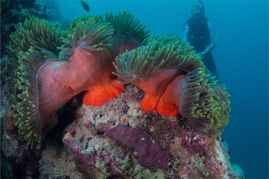 米莱度 - 潜水和水上运动图片2 - Milaidhoo Island Maldives Diving & Water Sports Photo 2