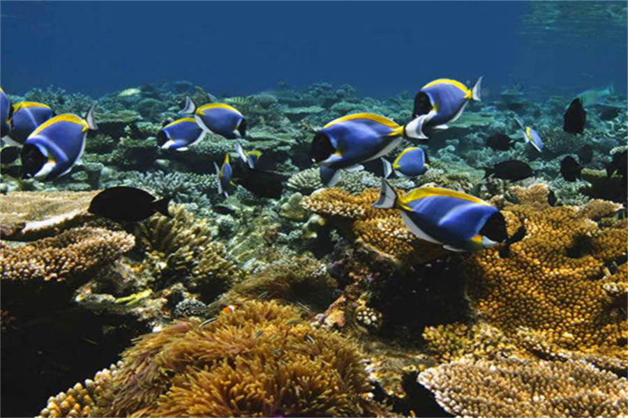 莱佛士 - 浮潜图片2 - Raffles Maldives Meradhoo Diving Photo 2