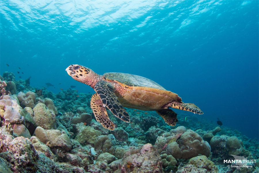 洲际 - 潜水和水上运动图片4 - InterContinental Maldives Maamunagau Diving & Water Sports Photo 4