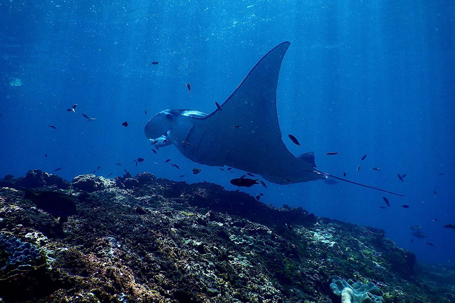 玛雅富士 - 潜水图片1 - Maayafushi Nakai Maldive Resort Diving Photo 1